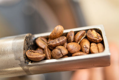 Coffee beans at different stages