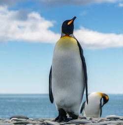 View of a penguin on the beach