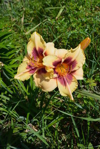 High angle view of flowering plant on field