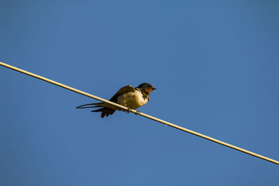 Low angle view of swift perching on cable against clear blue sky