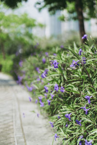 Close-up of purple flowering plants