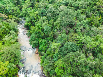 Scenic view of waterfall in forest