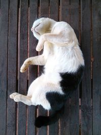 High angle view of cat sleeping on wooden table