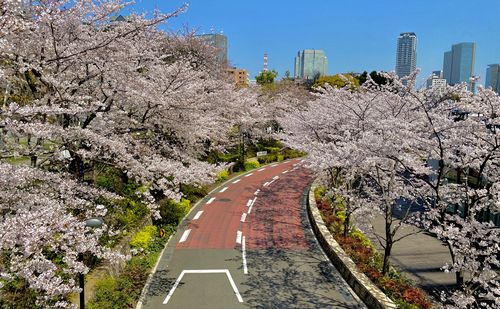 View of cherry blossom trees in city
