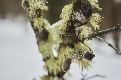 Close-up of frozen plant during winter