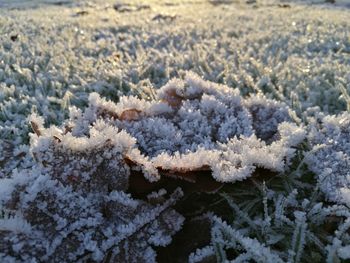 Close-up of snow covered plants on field