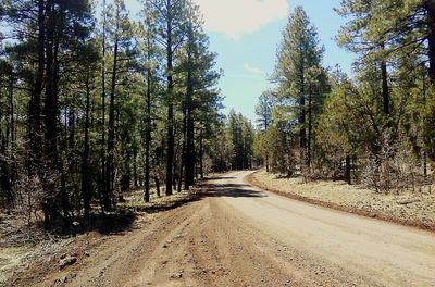 Road passing through forest