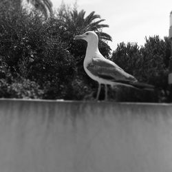 Close-up of bird perching outdoors