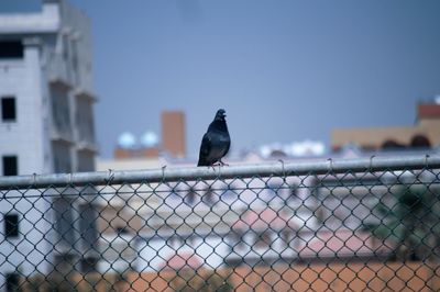 Bird perching on metal against sky