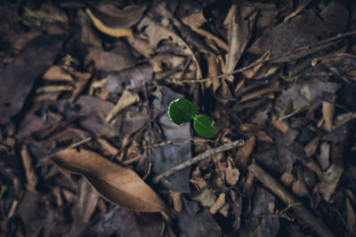 High angle view of dry leaves on field