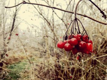 Close-up of red berries on tree