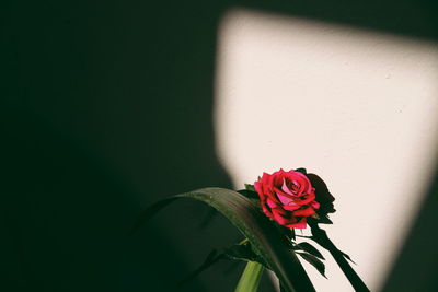 Close-up of red rose flower