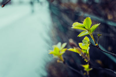 Close-up of plant leaves