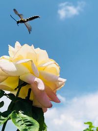 Low angle view of flowering plant against sky