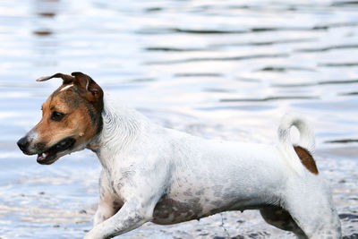 Little dog is playing in the water