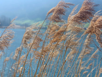 Low angle view of reed growing on field against sky