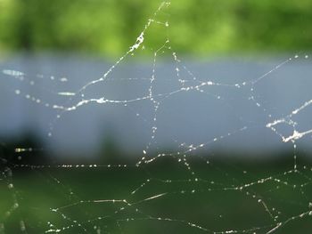 Close-up of wet spider web on plant during rainy season