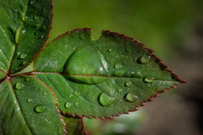 Close-up of raindrops on leaves