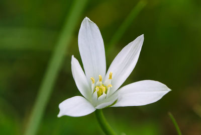 Close-up of white crocus flower