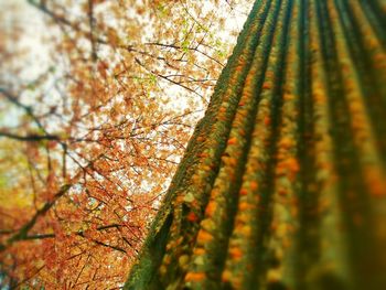 Low angle view of trees