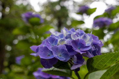 Close-up of purple flowering plant