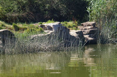 Reflection of trees in lake