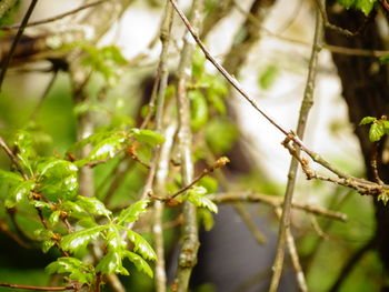 Close-up of lizard on plant