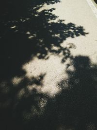 High angle view of tree shadow on road