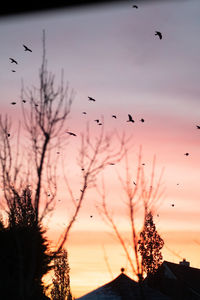 Silhouette birds flying in the sky