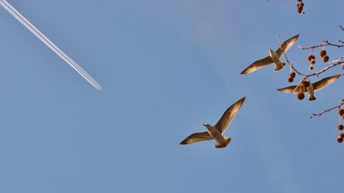 Low angle view of birds flying against clear sky