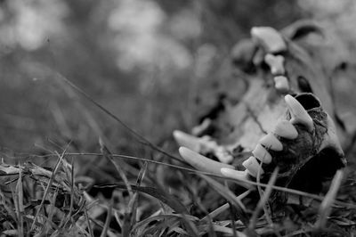 Close-up of stuffed toy on field