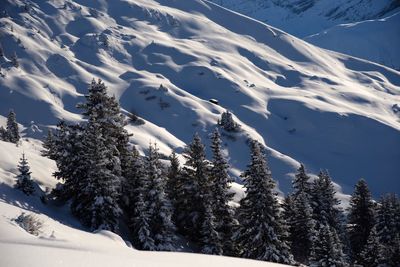 Trees on snow covered landscape