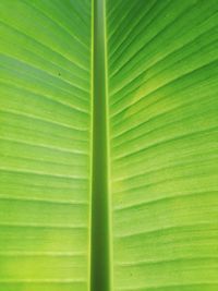 Full frame shot of palm leaf