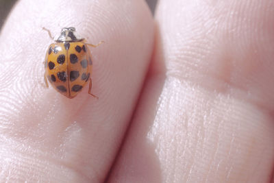 Close-up of ladybug on human hand