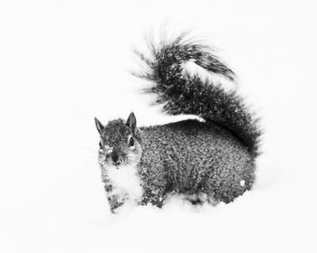 Portrait of cat on snow against white background