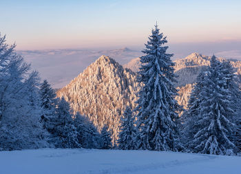 Snow covered land and trees against sky during winter