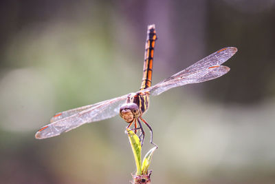 Close-up of dragonfly on plant