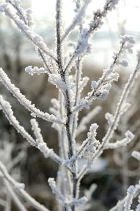 Close-up of frozen plant