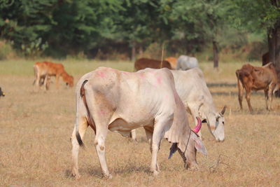 Cows on field