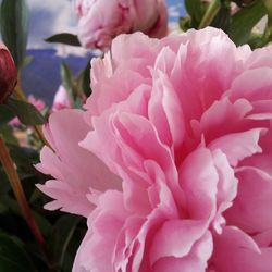 Close-up of pink flowers