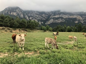 Cows grazing in a field