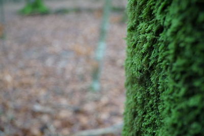 Close-up of moss on tree trunk