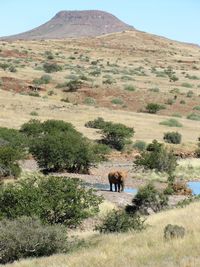 Elephant in the vast namibian landscape