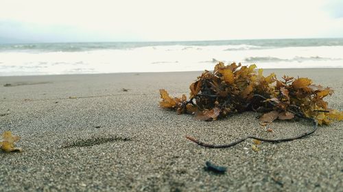 Close-up of sand on beach against sky