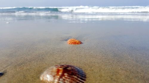 Close-up of shell on sand at beach