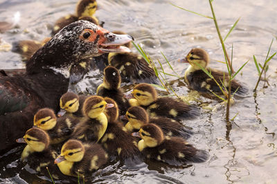 Mother and baby muscovy ducklings cairina moschata flock together in a pond in naples, florida