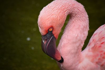 Close-up of flamingo