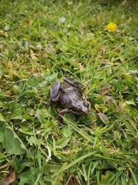 High angle view of turtle on field