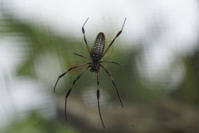 Close-up of spider on web
