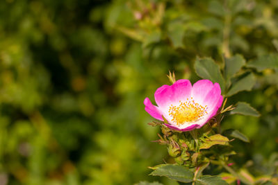 Close-up of pink water lily